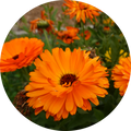 Calendula